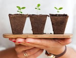Plant375